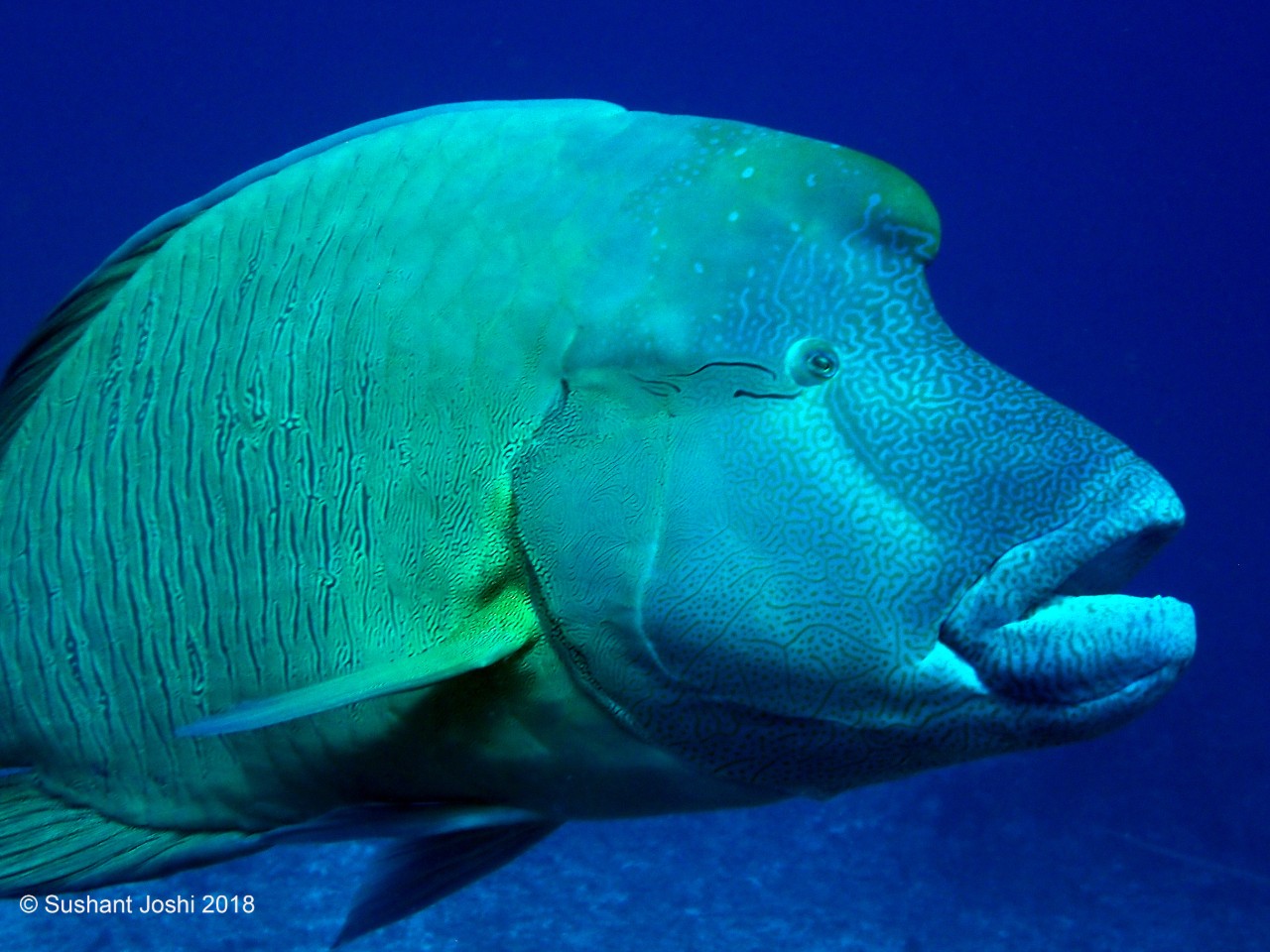 Napolen-Wrasse-hr.jpg