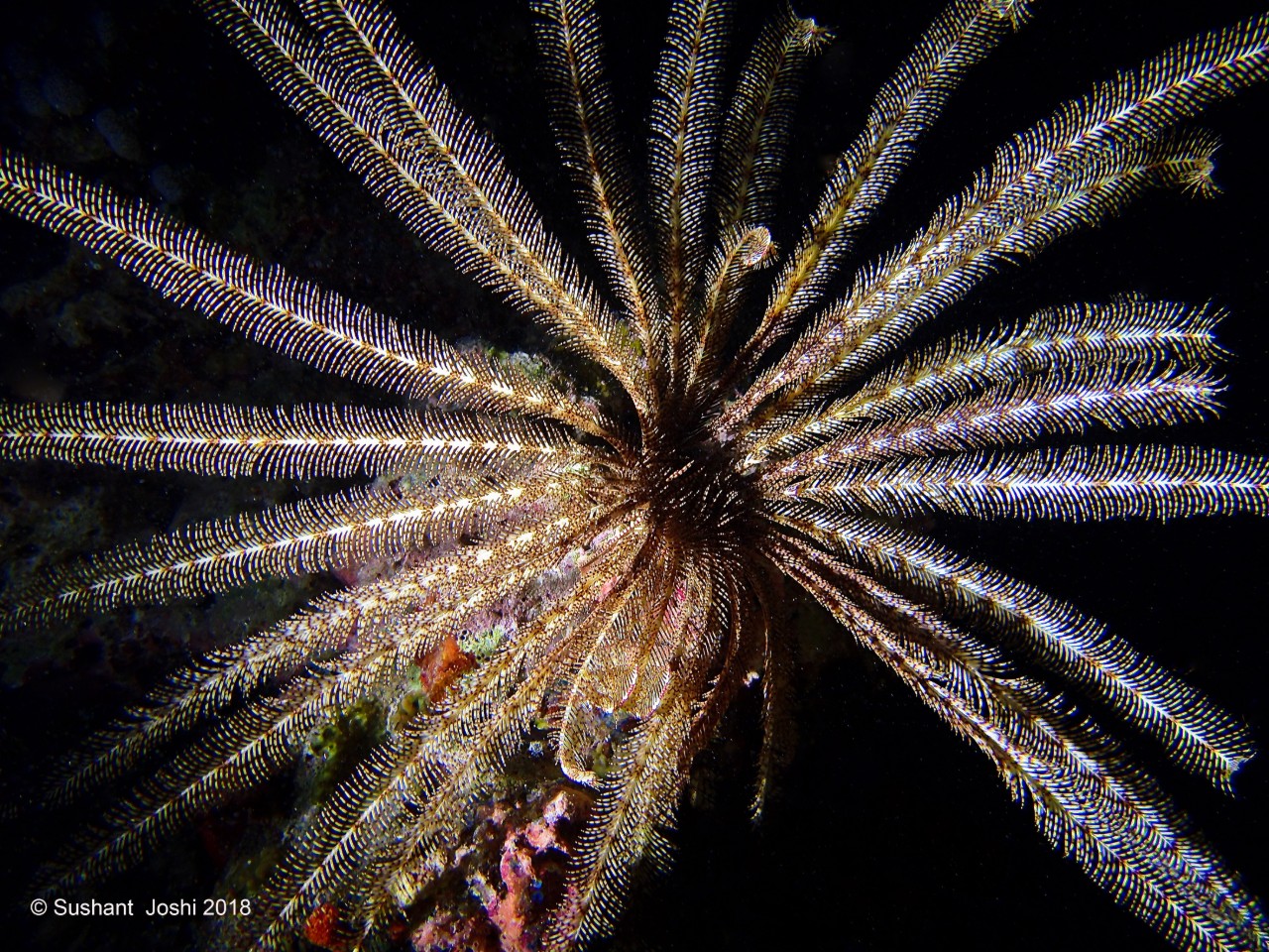 feather star hr